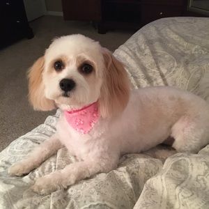 Meet your Posher, Lindsay